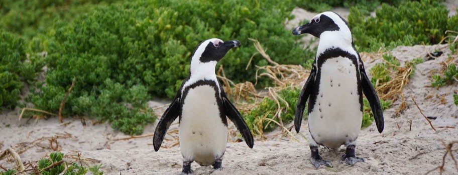 Gay Penguin Duo at Netherlands Zoo Nabs Egg Image